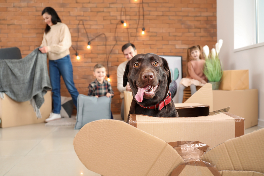 Everything You Need To Know About Choosing Pet Movers